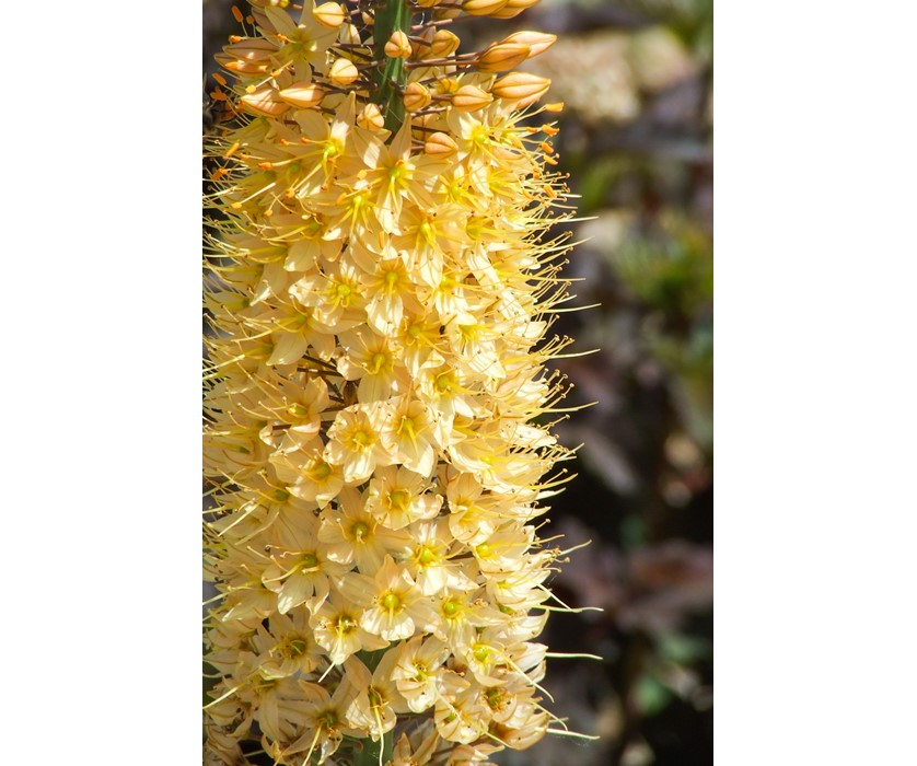 Yellow Foxtail Lily